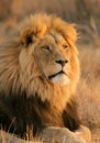 African lion