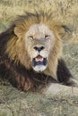 African lion Royalty Free Stock Photo