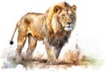 African lion Animals and wildlife isolate on white background