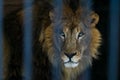 African lion in captivity.