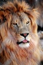 African lion