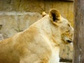 African lion closing eyes and sleeping