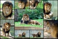 African Lion Collage Set Royalty Free Stock Photo