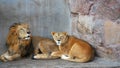 african lion couple Royalty Free Stock Photo