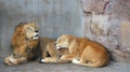 african lion couple