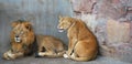 african lion couple