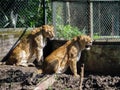 African Lion Couple Basking in Sunshine