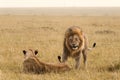 African lion couple Royalty Free Stock Photo