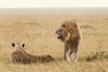 African lion couple Royalty Free Stock Photo