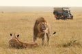African Lion Couple And Safari Jeep