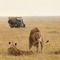 African lion couple and safari jeep Royalty Free Stock Photo