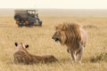 African lion couple and safari jeep Royalty Free Stock Photo