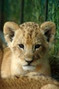 African lion cub Royalty Free Stock Photo