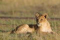 African lion cub Royalty Free Stock Photo