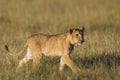 African lion cub Royalty Free Stock Photo