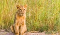 African Lion cub on a dirt road in a South African Game Reserve Royalty Free Stock Photo