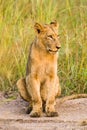 African Lion cub on a dirt road in a South African Game Reserve Royalty Free Stock Photo