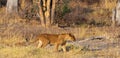 Lion cub walking alone through the bush
