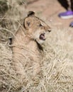 Lion cub growling in the grass Royalty Free Stock Photo