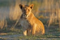 African lion cub, Kalahari desert, South Africa Royalty Free Stock Photo