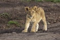 African Lion Cub Royalty Free Stock Photo