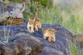 African lion cub Royalty Free Stock Photo