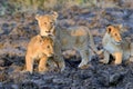 African lion cub Royalty Free Stock Photo