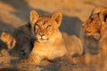 African lion cub Royalty Free Stock Photo