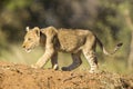 African Lion Cub (Panthera leo) South Africa Royalty Free Stock Photo