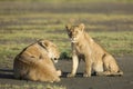 An African Lion cub (panthera leo) Tanzania Royalty Free Stock Photo