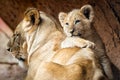 African lion cub resting on his mother Royalty Free Stock Photo