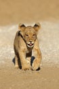 African lion cub running - South Africa Royalty Free Stock Photo