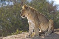 African Lion cub, South Africa Royalty Free Stock Photo