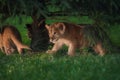 African Lion cub, South Africa Royalty Free Stock Photo