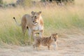 African lion cub Royalty Free Stock Photo