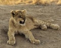 African Lion Cub Royalty Free Stock Photo
