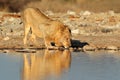 African lion drinking