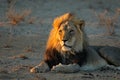 African lion in early morning light