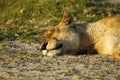 African Lion at Eye Level Royalty Free Stock Photo