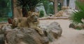 African lion family resting. Close up of cute lioness. Predator looking at the camera. Good conditions for keeping