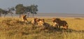 African lion family on watch on a knoll at sunset Royalty Free Stock Photo