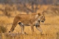 African lion, female. Botswana wildlife. Lion, fire burned destroyed savannah. Animal in fire burnt place, lion lying in black ash Royalty Free Stock Photo