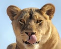 An African Lion Female Licking Her Chops