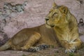 African lion female lying under rock