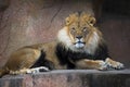 African lion full body portrait