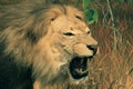 African lion head