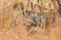 African Lion hiding in long grass