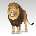 African lion 2