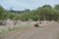 African Lion lying on a gravel road