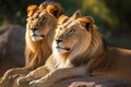 African lion king and lioness. Generate ai